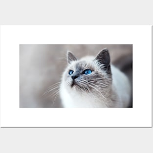 Cat Pet Animal with Blue Eyes Posters and Art